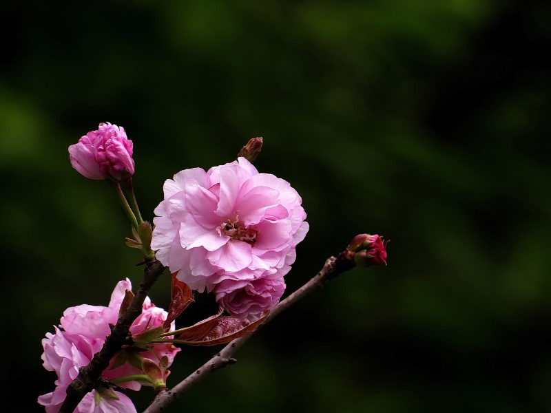 点击大图看下一张：唯美的樱花图片
