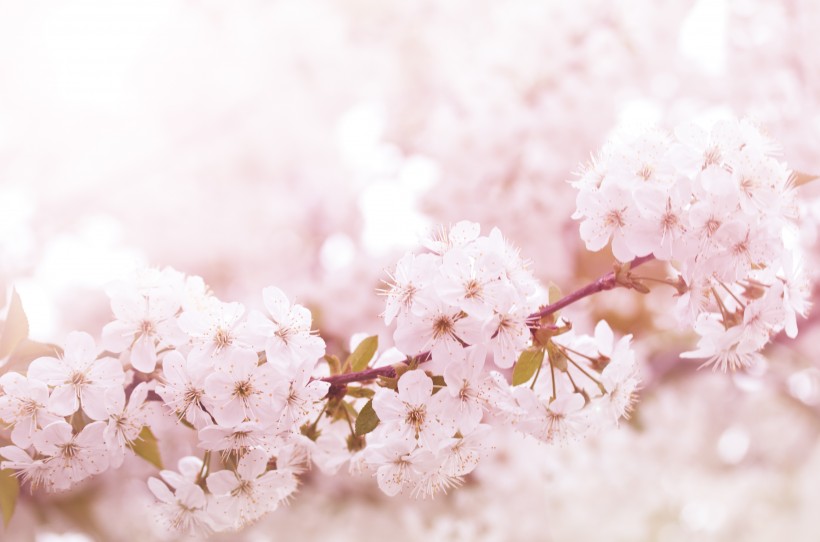 点击大图看下一张：唯美的樱花景色图片