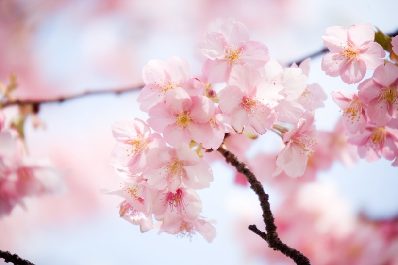 点击大图看下一张：唯美的樱花景色图片