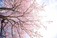 唯美的樱花景色图片_8张