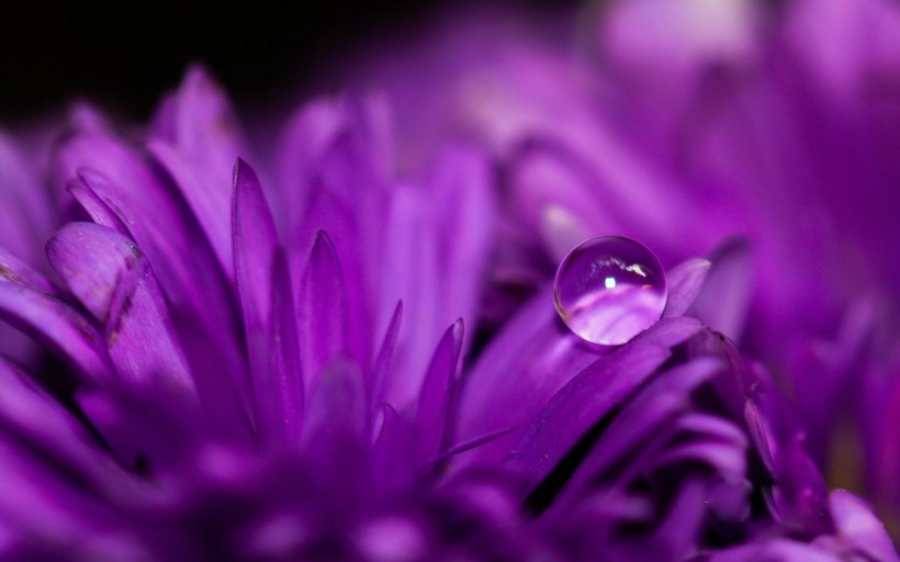 点击大图看下一张：唯美花朵雨滴图片