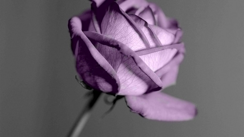 点击大图看下一张：唯美玫瑰花图片