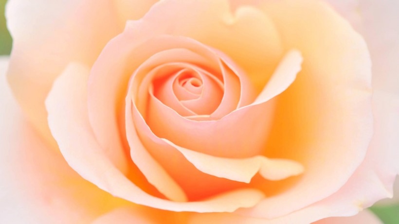 点击大图看下一张：唯美玫瑰花图片