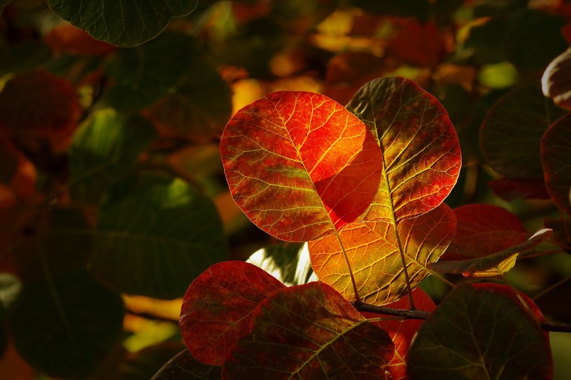 点击大图看下一张：唯美深秋树叶图片