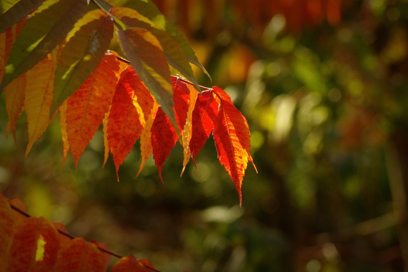 点击大图看下一张：唯美深秋树叶图片