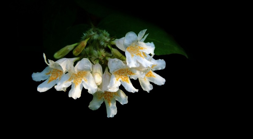 点击大图看下一张：花团锦簇的猬实图片
