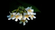 花团锦簇的猬实图片_10张