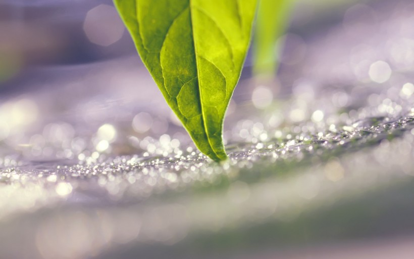 点击大图看下一张：植物花卉微距摄影图片