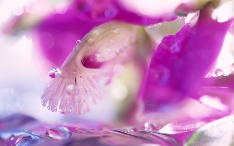 点击大图看下一张：植物花卉微距摄影图片