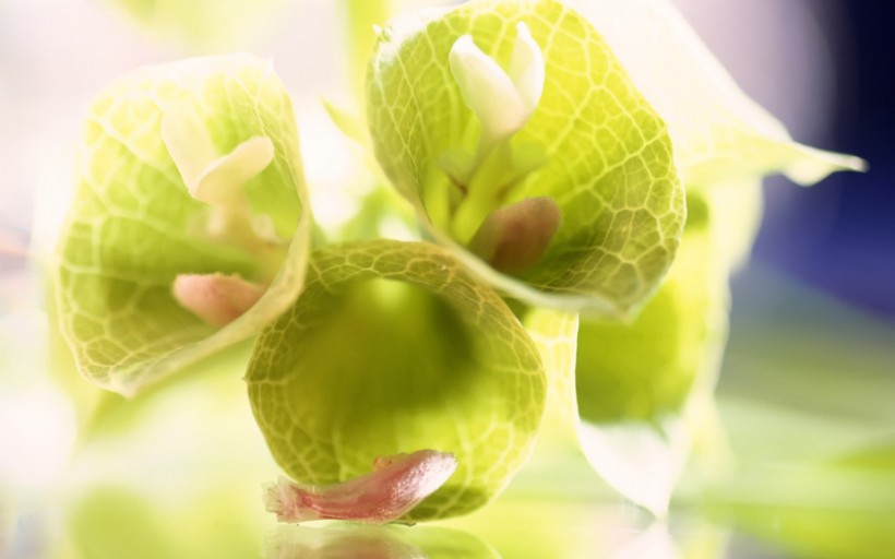 点击大图看下一张：植物花卉微距摄影图片