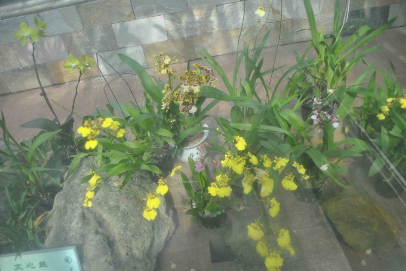 点击大图看下一张：文心兰植物图片