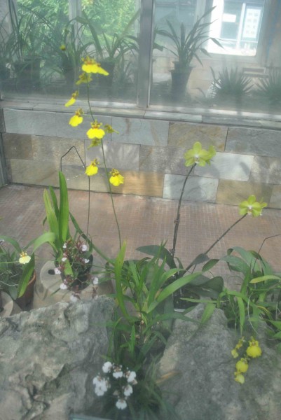 点击大图看下一张：文心兰植物图片