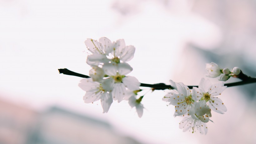 点击大图看下一张：香气扑鼻的白梅花图片