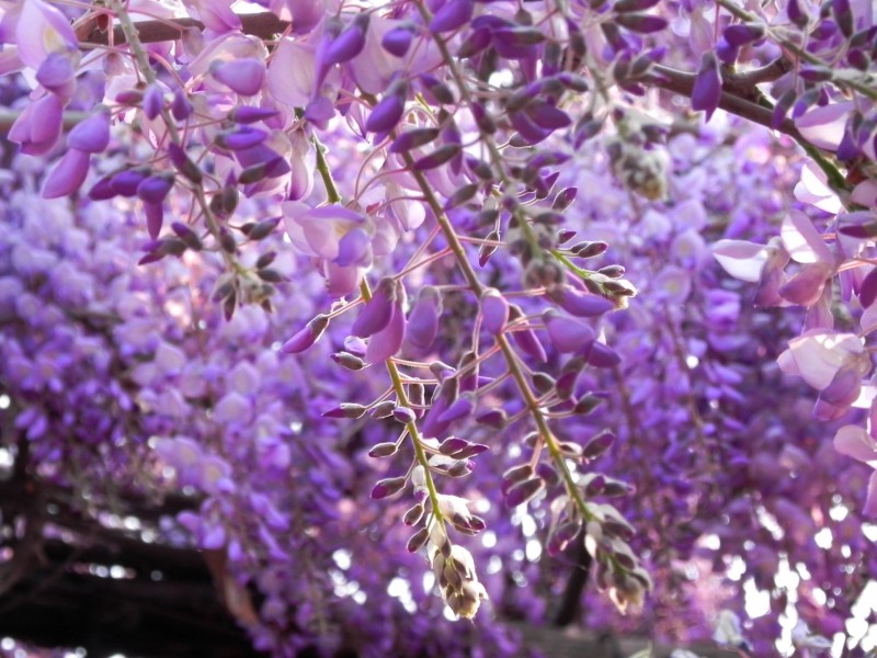 点击大图看下一张：秀丽的紫藤花图片