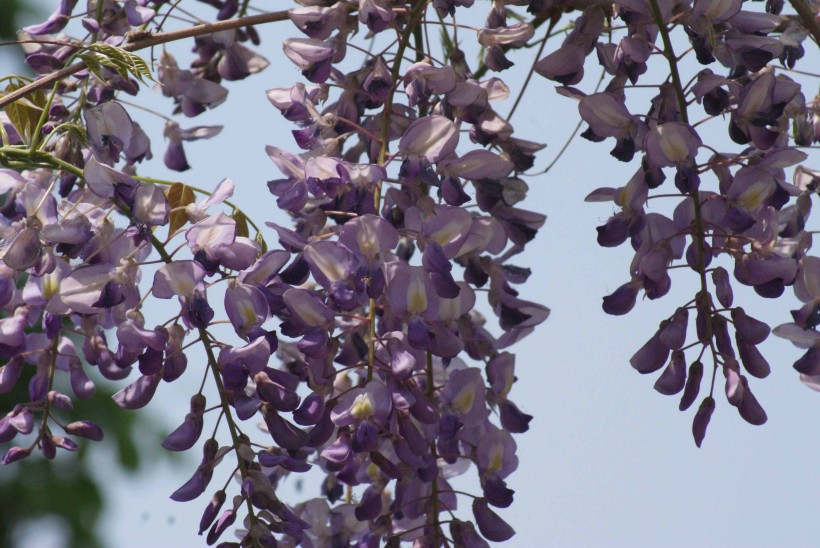点击大图看下一张：秀丽的紫藤花图片