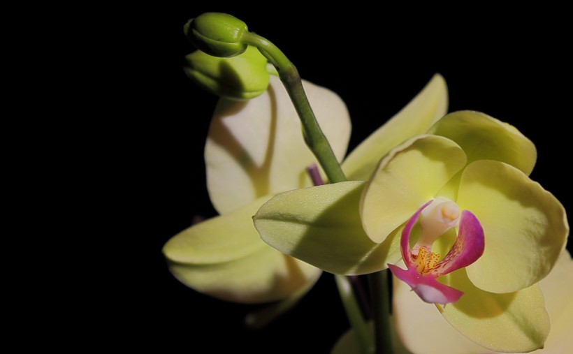 点击大图看下一张：淡雅五唇兰花卉图片