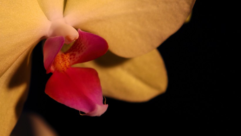 点击大图看下一张：淡雅五唇兰花卉图片