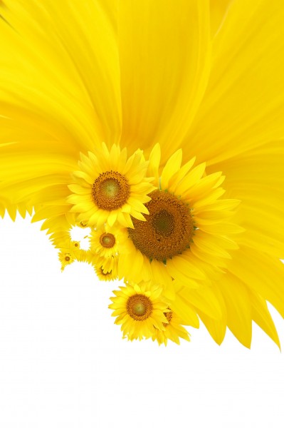 点击大图看下一张：超大清晰向日葵图片