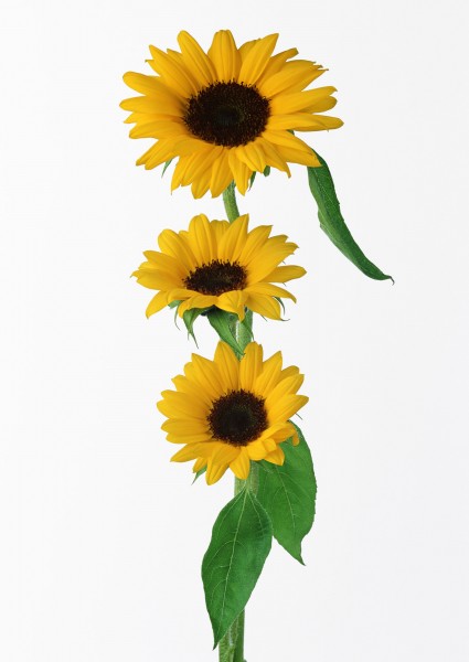 点击大图看下一张：向日葵花朵特写图片