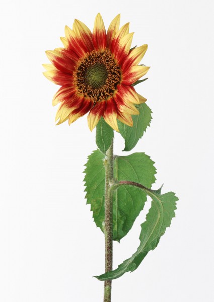 点击大图看下一张：向日葵花朵特写图片
