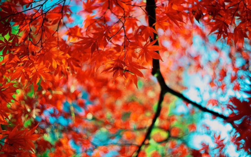 点击大图看下一张：香山红叶图片