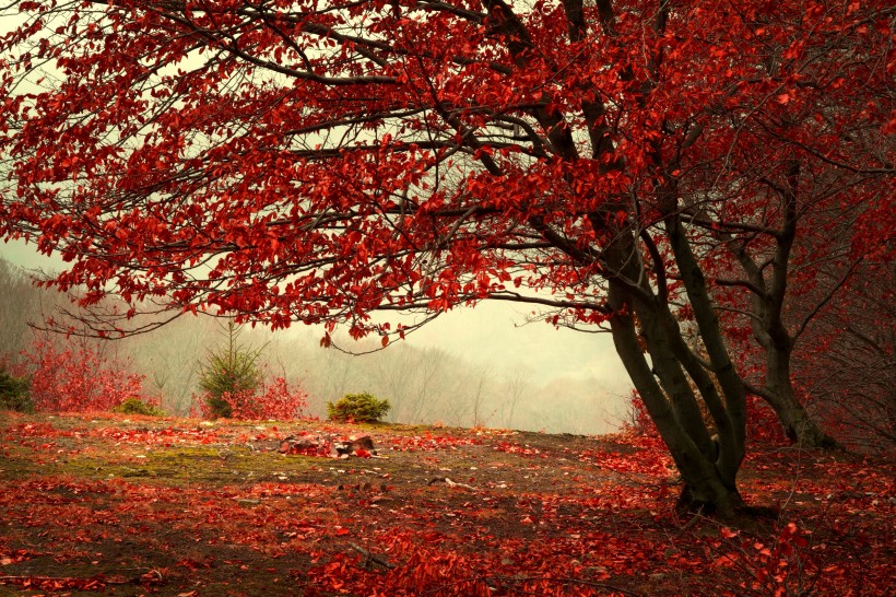 点击大图看下一张：香山红叶图片