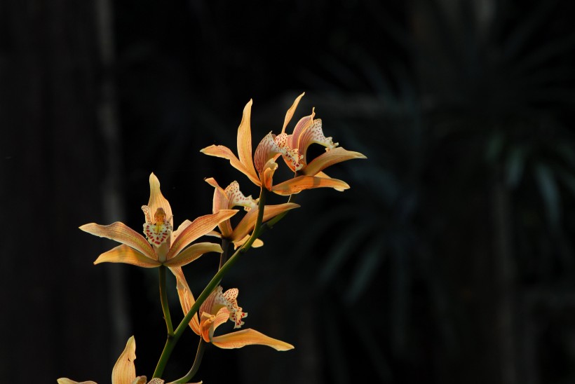 点击大图看下一张：象牙虎头兰花卉图片