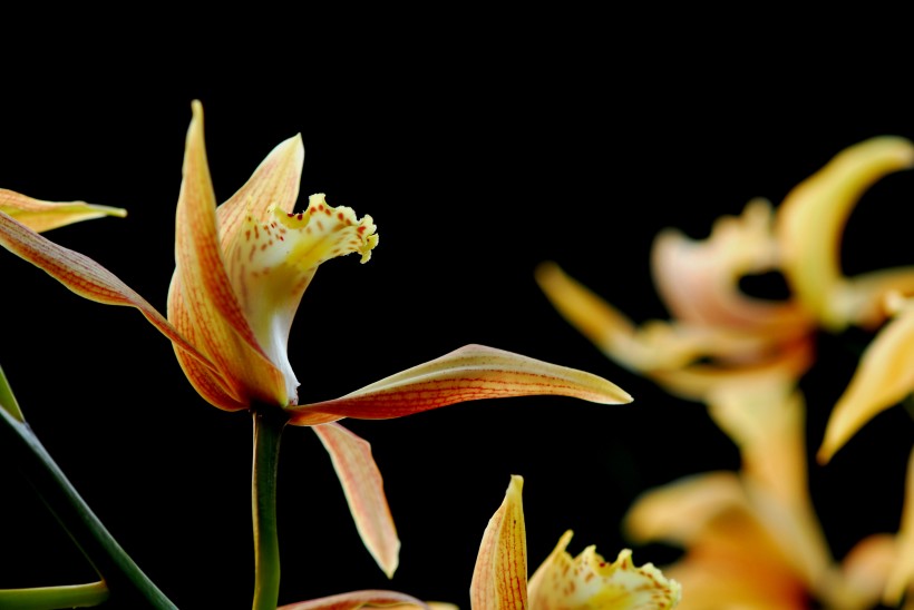 点击大图看下一张：象牙虎头兰花卉图片