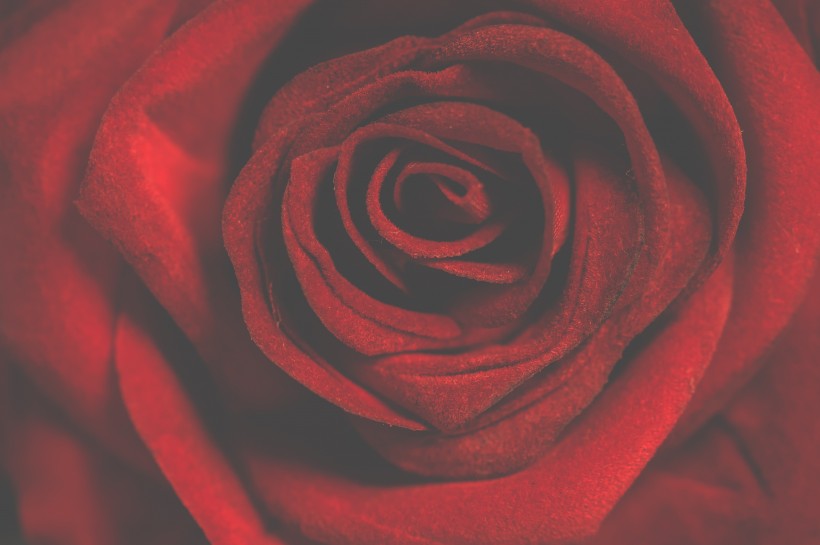 点击大图看下一张：鲜红的玫瑰花图片