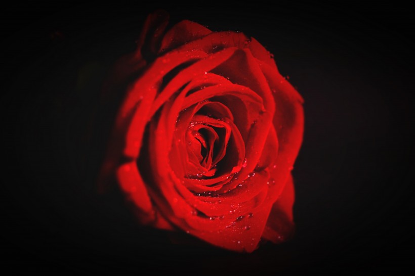 点击大图看下一张：鲜红的玫瑰花图片