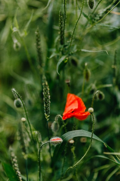 点击大图看下一张：一片鲜红的罂粟花图片