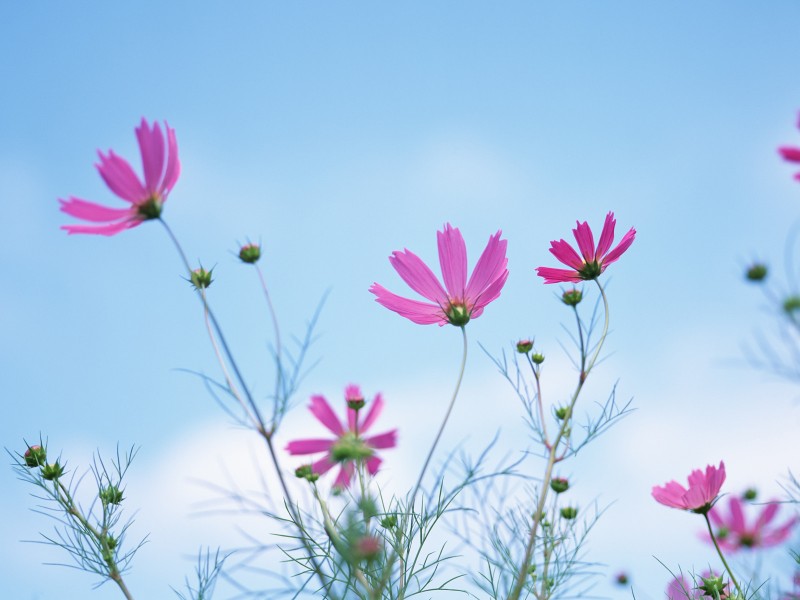 点击大图看下一张：阳光下的鲜花图片