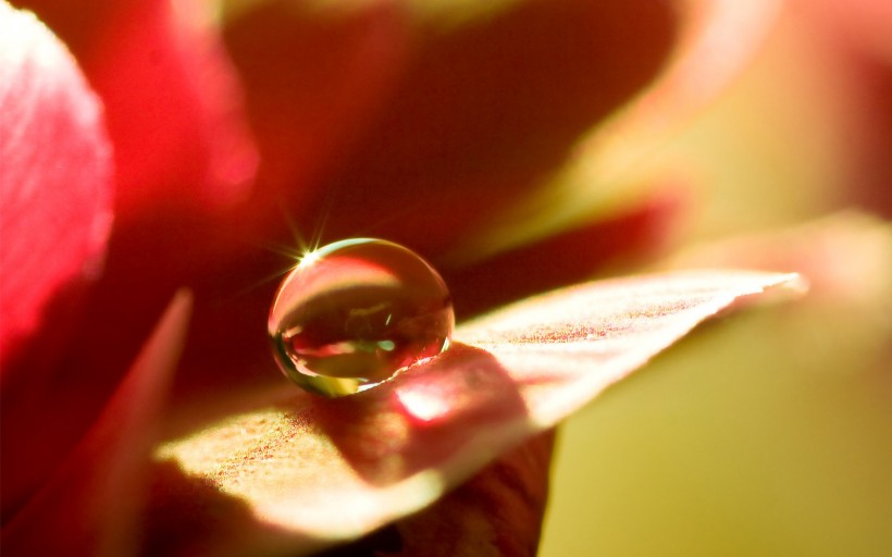 点击大图看下一张：鲜花上的水珠图片
