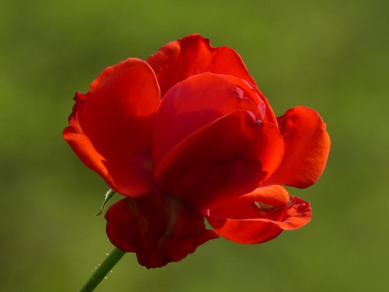 点击大图看下一张：鲜艳红玫瑰图片
