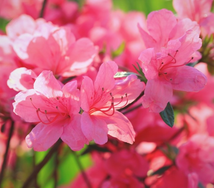 点击大图看下一张：春天各种鲜艳的花朵图片