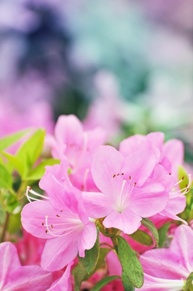 点击大图看下一张：春天各种鲜艳的花朵图片