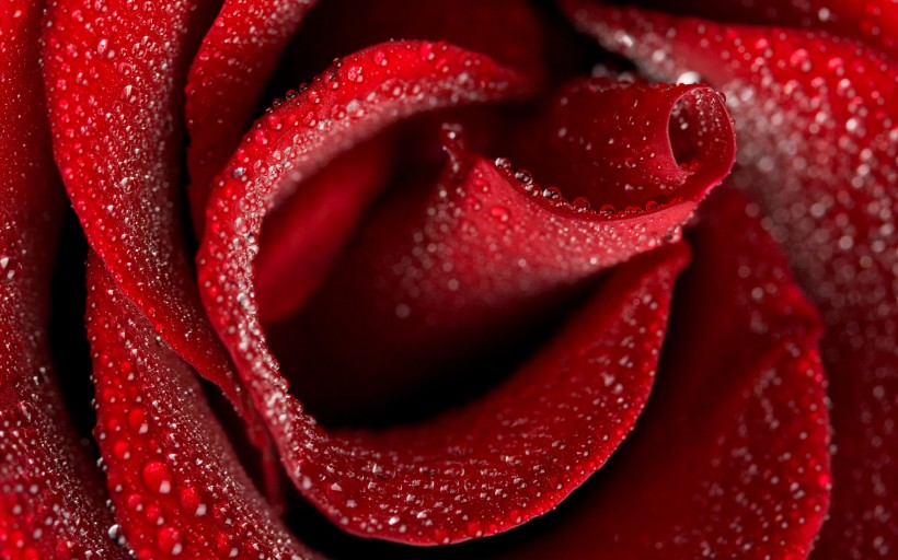 点击大图看下一张：鲜艳欲滴的玫瑰图片