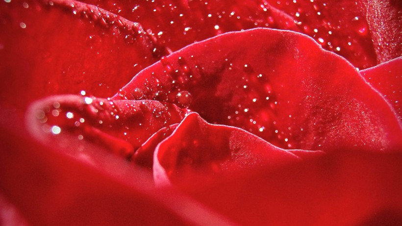 点击大图看下一张：鲜艳玫瑰花图片