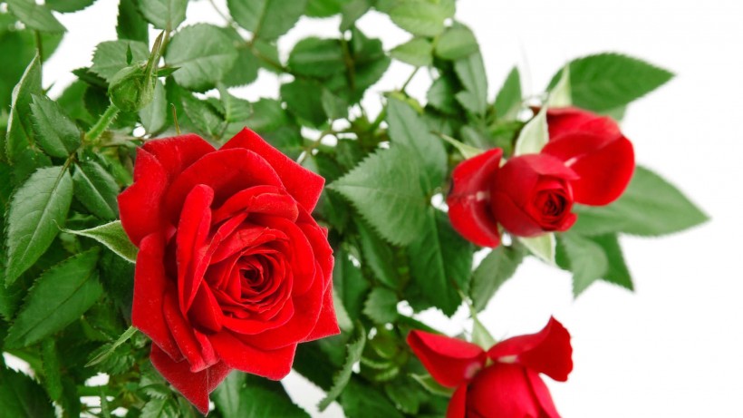 点击大图看下一张：鲜艳玫瑰花图片