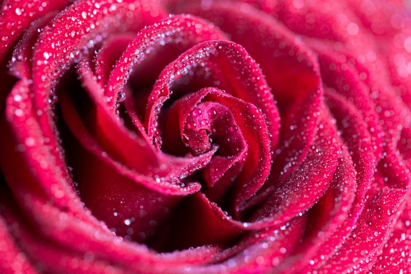 点击大图看下一张：鲜艳的玫瑰图片