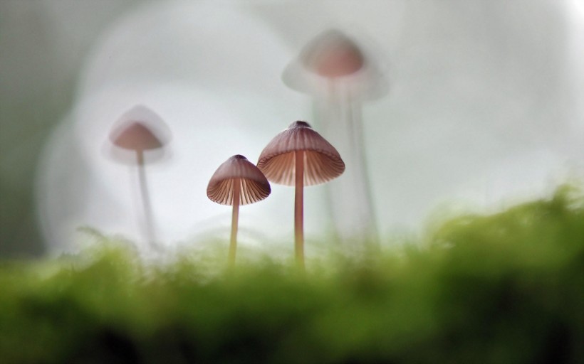 点击大图看下一张：小蘑菇图片