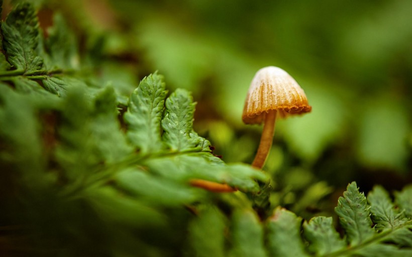 点击大图看下一张：小蘑菇图片