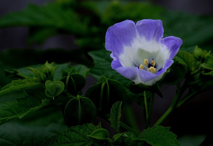 点击大图看下一张：蓝紫色小野花图片