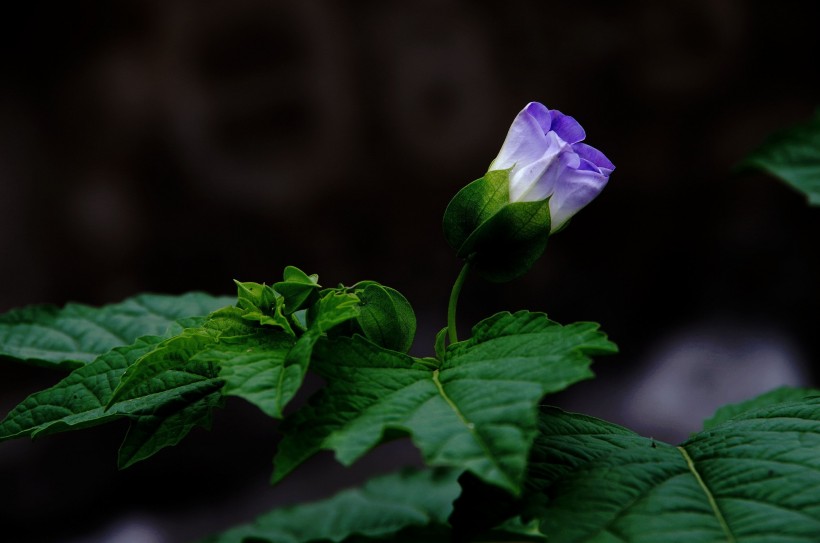 点击大图看下一张：蓝紫色小野花图片