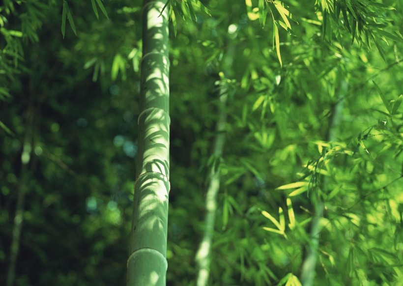 点击大图看下一张：夏日的竹林图片