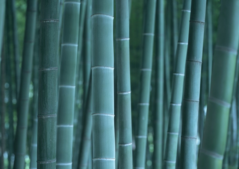 点击大图看下一张:夏日的竹林图片