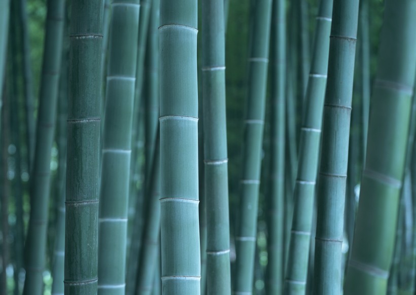 点击大图看下一张：夏日的竹林图片