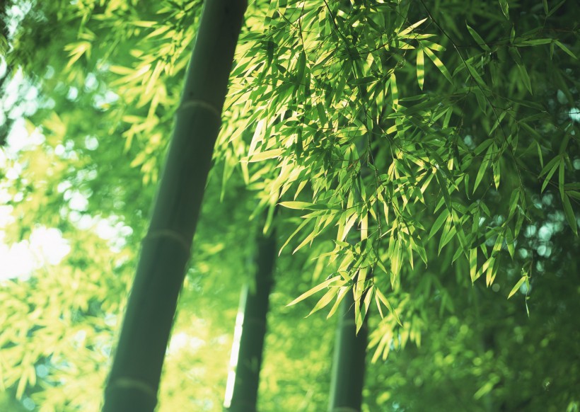 点击大图看下一张：夏日的竹林图片
