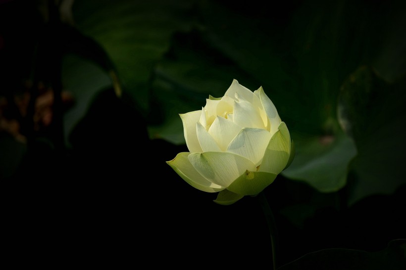 点击大图看下一张：夏日荷花图片