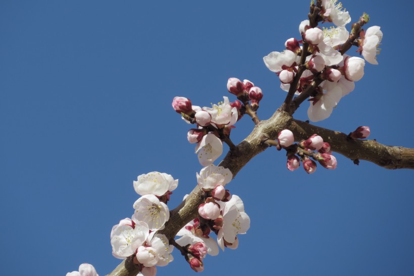 点击大图看下一张：春天杏花图片